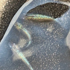 (セール)ラメ王松井ヒレ長メダカ　10匹の画像