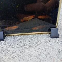 メダカ黒龍妃の画像