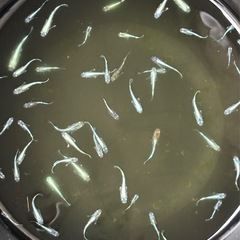 【メダカ】ラムネブルー　幼魚〜若魚5匹の画像