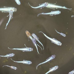 【メダカ】ラムネブルー　幼魚〜若魚5匹の画像