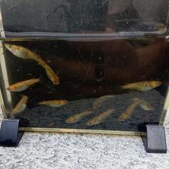 メダカサボラメの画像