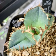 🟣写真更新🟣アガベ【クラブ/螃蟹】 小株🍀ロゼット展開開始の画像