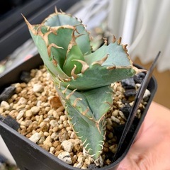🟣写真更新🟣アガベ【クラブ/螃蟹】 小株🍀ロゼット展開開始の画像