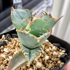 🟣写真更新🟣アガベ【クラブ/螃蟹】 小株🍀ロゼット展開開始の画像