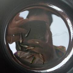 メダカ白姫の画像