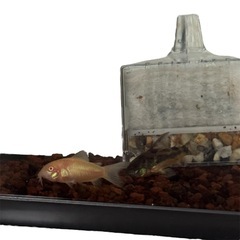 水槽　魚　観賞魚　熱帯魚　セットの画像