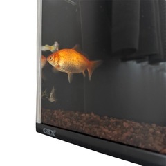 水槽　魚　観賞魚　熱帯魚　セットの画像