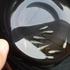 メダカ白ラメの画像