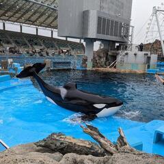 急募8/16　名古屋港水族館に行って亡くなったアース君の献花に一...