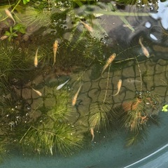 マツモ 水草の画像