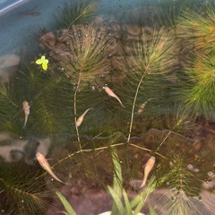 マツモ 水草の画像