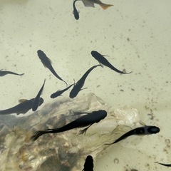 カイジリアルロングフィン、若魚、6匹の画像