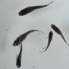 カイジリアルロングフィン、若魚、6匹の画像