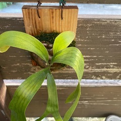 ビカクシダの画像