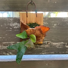 ビカクシダの画像