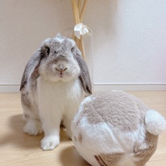 うさぎ ホーランドロップ 里親募集