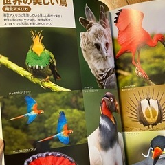 小学館の図鑑　NEO 鳥　DVD付きの画像