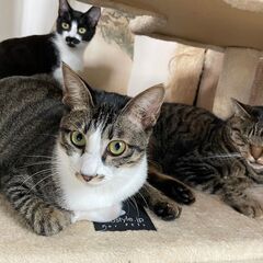 シェルターボランティア様募集😸