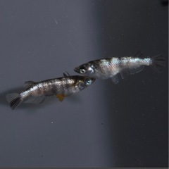メダカ　人気品種　白銀三色　幼魚の画像