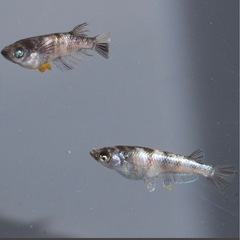 メダカ　人気品種　白銀三色　幼魚の画像