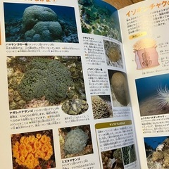 小学館の図鑑　NEO 水の生物　おまけつきの画像