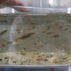メダカ 10匹〜の画像
