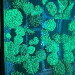サンゴの販売ですの画像