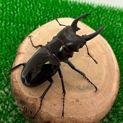【成虫♂オス単品】インターメディアツヤクワガタ　オス♂単　オス♂80mmオーバー　③の画像