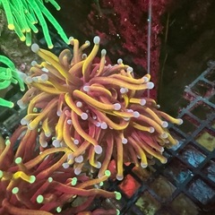 サンゴの画像