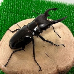 【成虫♂オス単品】インターメディアツヤクワガタ　オス♂単　オス♂85mmオーバー　④の画像