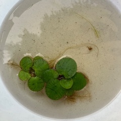 水草1種類100円均一 夏限定の画像