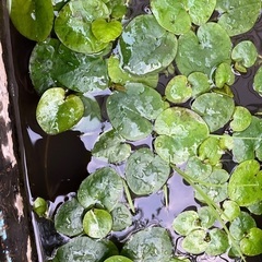 水草1種類100円均一 夏限定の画像