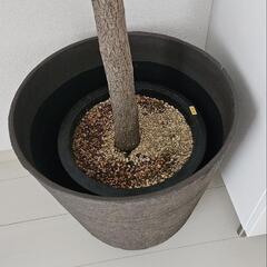 2m相当 おしゃれ　カシワバゴムの木 植物の画像