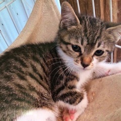 可愛い子猫シャンシャン
