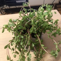【花】ポーチュラカの画像