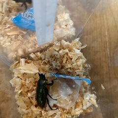 ニジイロクワガタペア　3月羽化個体の画像