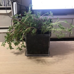 【花】ポーチュラカの画像