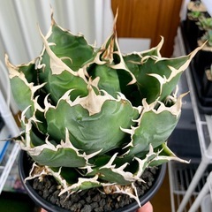 🟣写真更新🟣アガベ【白鯨】中大株🍀さらに展開の画像