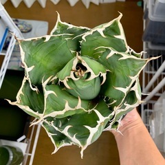 🟣写真更新🟣アガベ【白鯨】中大株🍀さらに展開の画像