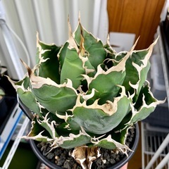 🟣写真更新🟣アガベ【白鯨】中大株🍀さらに展開の画像