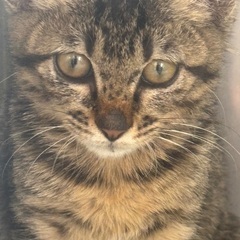 生後2、3ヶ月の子猫です
