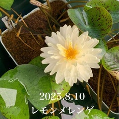 🌸③睡蓮（レモンメレンゲ ）1ポットの画像