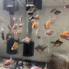 金魚差し上げます第二段の画像