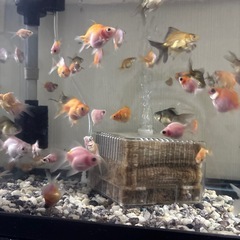 金魚差し上げます第二段の画像