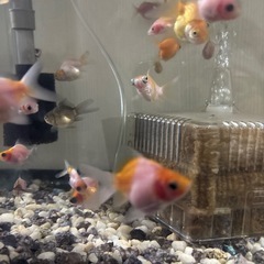 金魚差し上げます第二段の画像