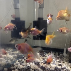 金魚差し上げます第二段の画像