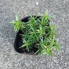 芝ざくらの画像