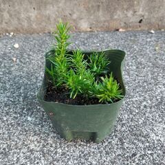 芝ざくらの画像