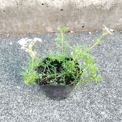 タピアンの画像