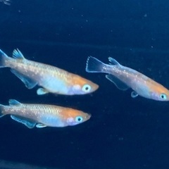 【商談中】25-1 メダカ　アマテラス　2ペア+メス1匹　5匹 (画像個体現物)の画像